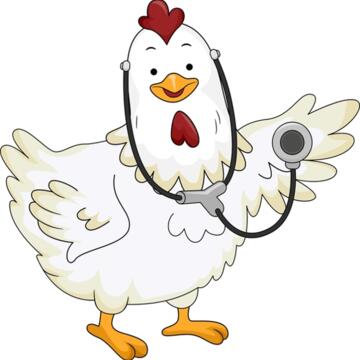 chicken health