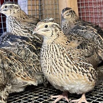 quail pics