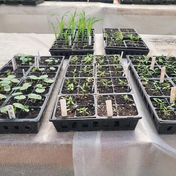African Heritage Seed Starting