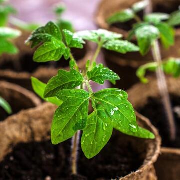 seed starting - warm crops