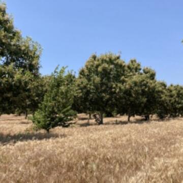 Urban Food Forest