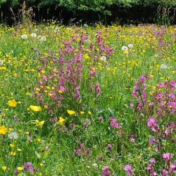 meadow plants