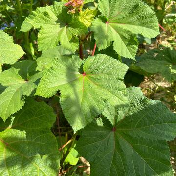 Motherland Okra
