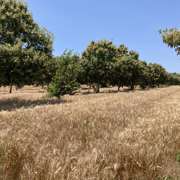 Agroforestry