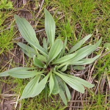 Garden weeds