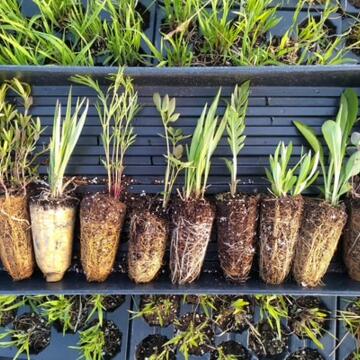 Native Seed Plugs; click to learn more about this event