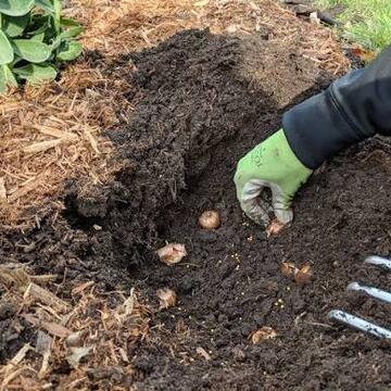 Bulb planting
