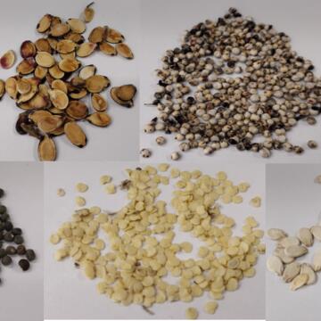 African Heritage Seeds