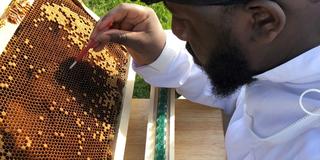 a Black student researcher works with honey bees on the Central State University campus