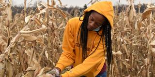 an African American person wearing a Central State University hoodie works in a field as part of the CESTA program