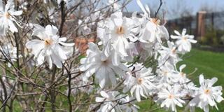 White flowers with yellow centers in the Seed-to-Bloom Botanical and Community Garden at Central State University