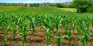 Crops grow at a farm with a clear blue sky in the background