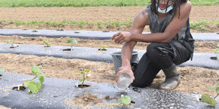 CSU Student watering sweet potato plants
