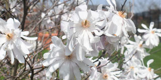 Flowers bloom in the botanical garden.