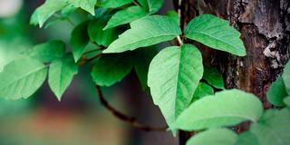 poison ivy on a tree trunk
