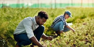 A young African American farmer works with plants to ensure environmental sustainability through climate smart practices