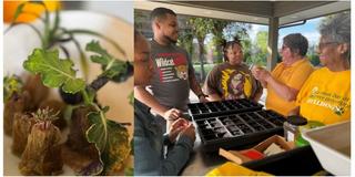 a collage showing an african heritage crop and student researchers with staff leads
