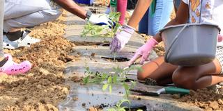 close up of students planting tomatoes during a central state university extension summer camp