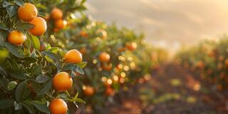 A citrus grove with rows of orange and lemon trees stretching into the distance