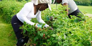 students harvest raspberries at central state university