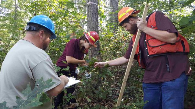 Three people conduct research in a wooden area at Central State University. They are wearing hardhats. One is holding a clipboard.