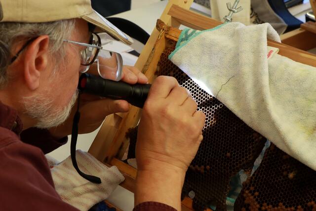 workshop participant in the bee lab