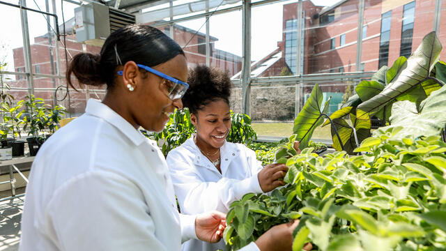 Researchers with plants in a greenhouse