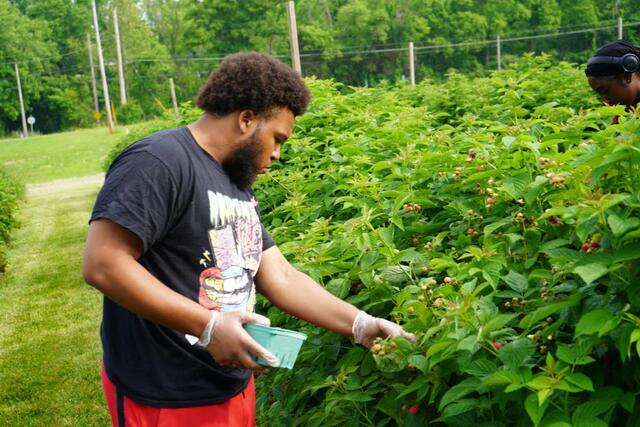 a young man harvests strawberries as part of the research with central state university extension