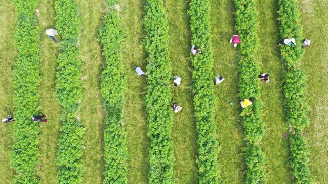 aerial of students harvesting raspberries