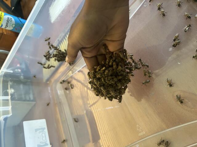 Bees on a palm
